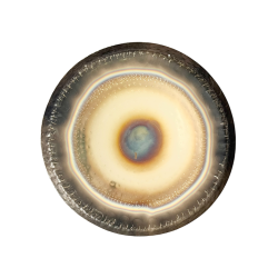 Auris Plantetgong Shiron - 32 tommer